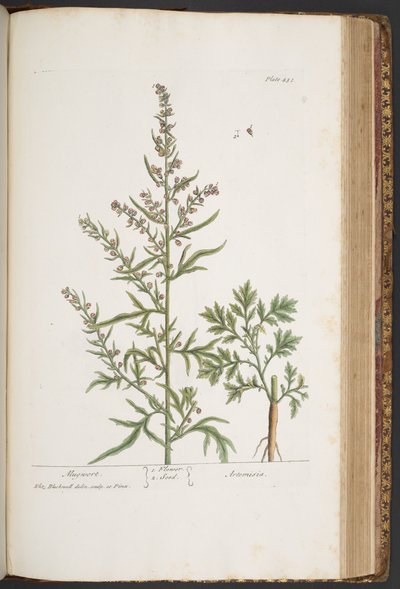 اللوحة 431 من A Curious Herbal بواسطة إليزابيث بلاكويل