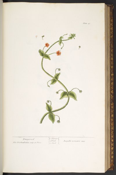 اللوحة 43 ، بيمبيرنيل ، من "A Curious Herbal" بواسطة إليزابيث بلاكويل