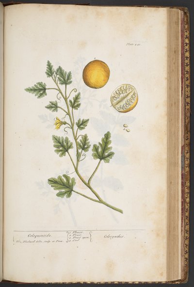 اللوحة 441 من A Curious Herbal بواسطة إليزابيث بلاكويل