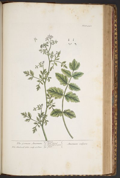 اللوحة 442 من A Curious Herbal بواسطة إليزابيث بلاكويل