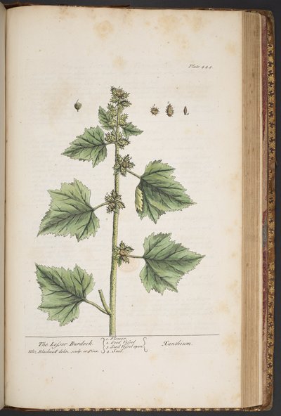 اللوحة 444 من A Curious Herbal بواسطة إليزابيث بلاكويل