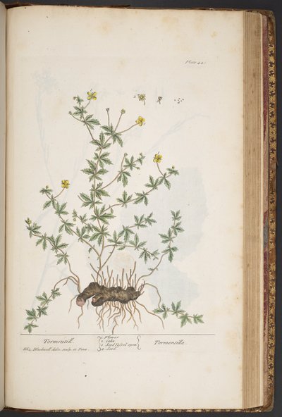 اللوحة 445 من A Curious Herbal بواسطة إليزابيث بلاكويل