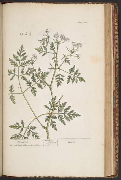 اللوحة 451 من A Curious Herbal بواسطة إليزابيث بلاكويل
