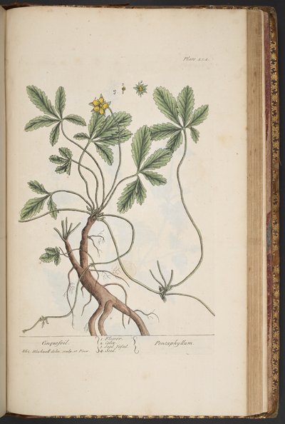 اللوحة 454 ، Cinquefoil ، من "A Curious Herbal" بواسطة إليزابيث بلاكويل