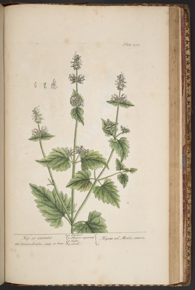 اللوحة 455 من A Curious Herbal بواسطة إليزابيث بلاكويل