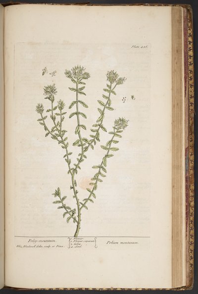 اللوحة 456 من A Curious Herbal بواسطة إليزابيث بلاكويل