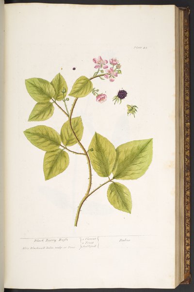 اللوحة 45 ، بلاك بيري بوش ، من "A Curious Herbal" بواسطة إليزابيث بلاكويل