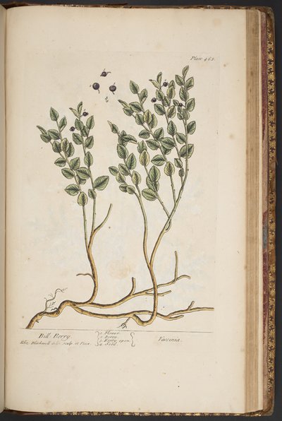 اللوحة 463 من A Curious Herbal بواسطة إليزابيث بلاكويل