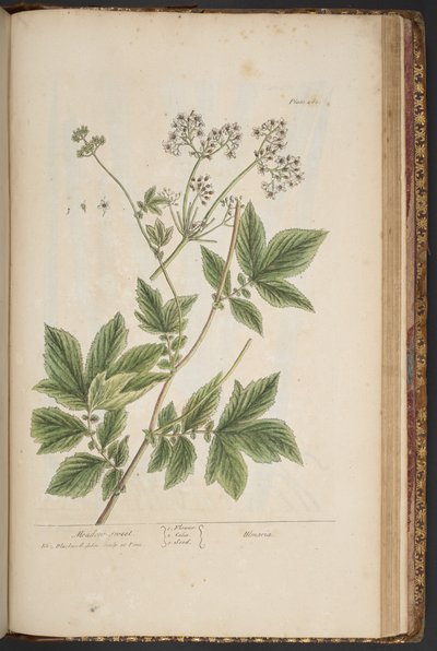 اللوحة 465 من A Curious Herbal بواسطة إليزابيث بلاكويل