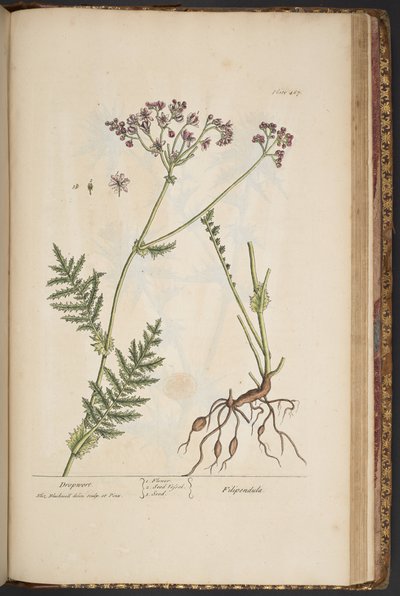 اللوحة 467 من A Curious Herbal بواسطة إليزابيث بلاكويل