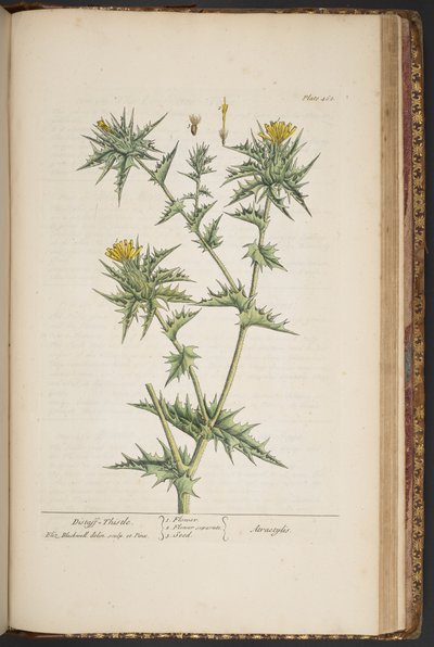 اللوحة 468 من A Curious Herbal بواسطة إليزابيث بلاكويل