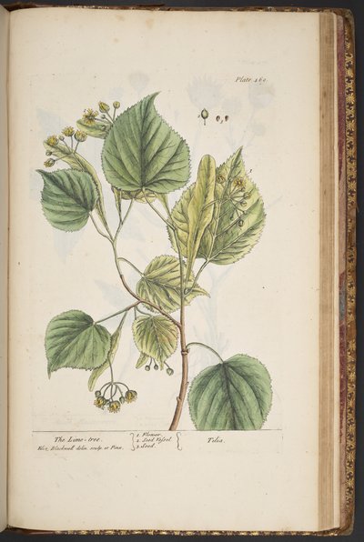 اللوحة 469 من A Curious Herbal بواسطة إليزابيث بلاكويل