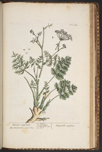 اللوحة 472 من A Curious Herbal بواسطة إليزابيث بلاكويل