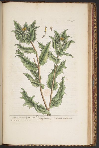 اللوحة 476 ، Carduus ، أو الشوك المبارك ، من "A Curious Herbal" بواسطة إليزابيث بلاكويل