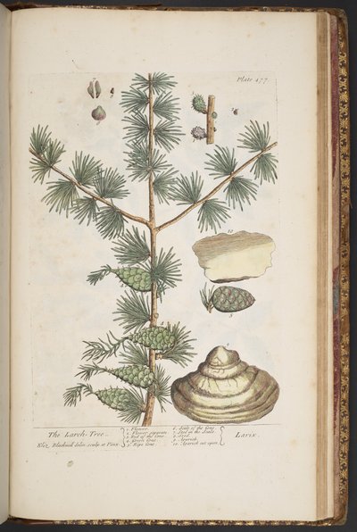 اللوحة 477 من A Curious Herbal بواسطة إليزابيث بلاكويل