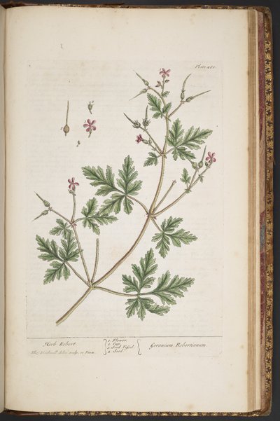 لوحة 480 ، هيرب روبرت ، من "A Curious Herbal" بواسطة إليزابيث بلاكويل
