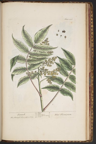 لوحة 486 من A Curious Herbal بواسطة إليزابيث بلاكويل
