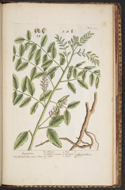 اللوحة 494 من A Curious Herbal بواسطة إليزابيث بلاكويل
