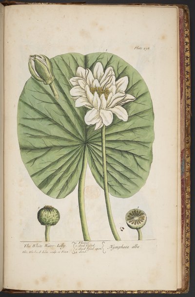 اللوحة 497 من A Curious Herbal بواسطة إليزابيث بلاكويل