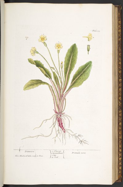 اللوحة 52 ، زهرة الربيع ، من "A Curious Herbal" بواسطة إليزابيث بلاكويل