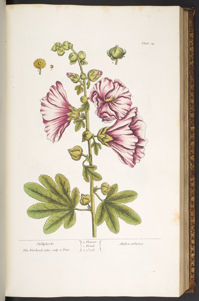 اللوحة 54 ، Hollyhocks ، من "A Curious Herbal" بواسطة إليزابيث بلاكويل