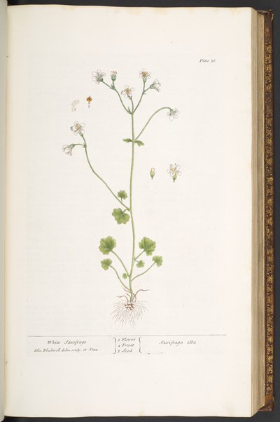 اللوحة 56 ، السكسفراج الأبيض ، من "A Curious Herbal" بواسطة إليزابيث بلاكويل