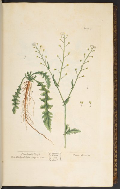 اللوحة 5 ، محفظة الراعي ، من "A Curious Herbal" بواسطة إليزابيث بلاكويل