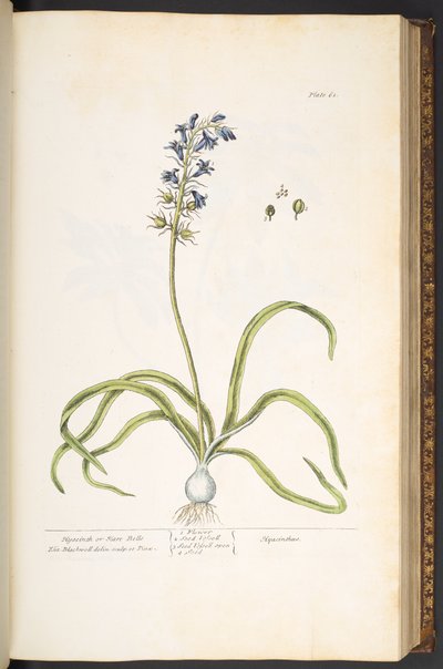 اللوحة 61 ، السنبل ، أو أجراس الأرانب ، من "A Curious Herbal" بواسطة إليزابيث بلاكويل
