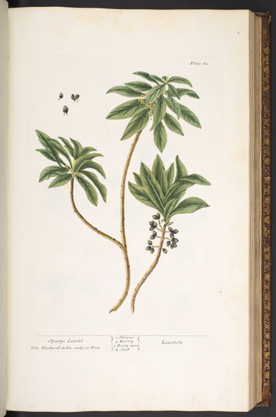 اللوحة 62 من A Curious Herbal بواسطة إليزابيث بلاكويل
