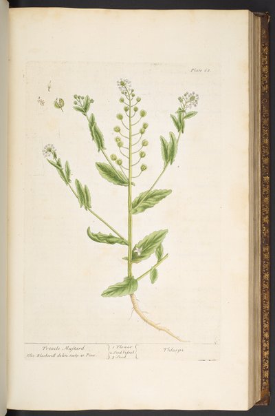 اللوحة 68 من A Curious Herbal بواسطة إليزابيث بلاكويل