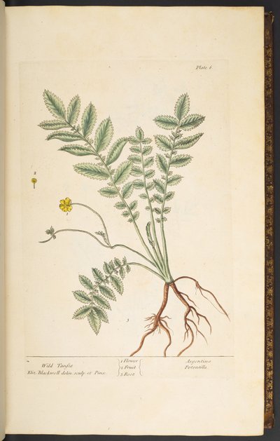 اللوحة 6 ، Wild Tansie ، من "A Curious Herbal" بواسطة إليزابيث بلاكويل