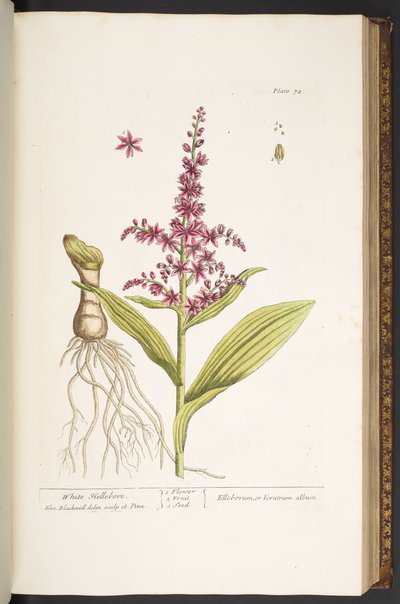 اللوحة 74 من A Curious Herbal بواسطة إليزابيث بلاكويل