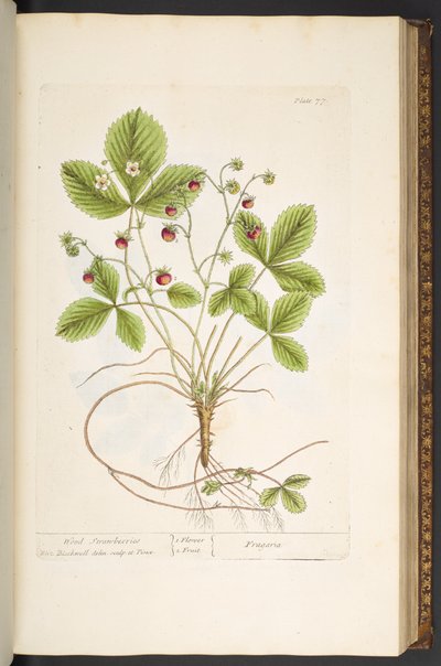 اللوحة 77 من A Curious Herbal بواسطة إليزابيث بلاكويل