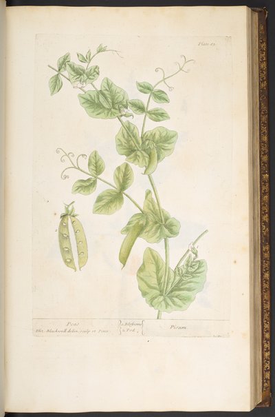 اللوحة 83 من A Curious Herbal بواسطة إليزابيث بلاكويل