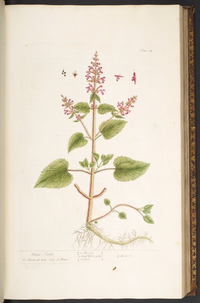 اللوحة 84 من A Curious Herbal بواسطة إليزابيث بلاكويل