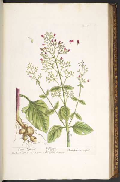 اللوحة 87 من A Curious Herbal بواسطة إليزابيث بلاكويل