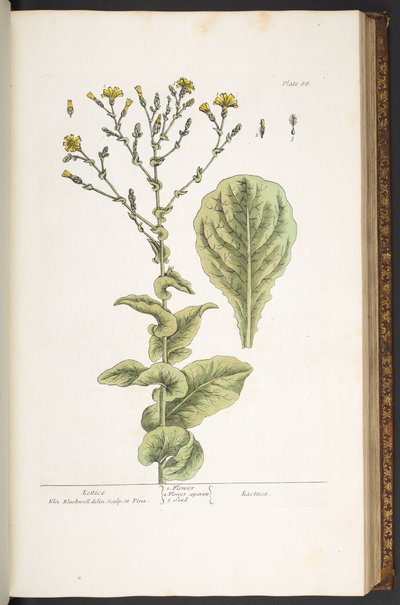 اللوحة 88 من A Curious Herbal بواسطة إليزابيث بلاكويل
