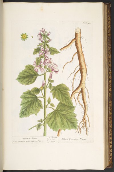 اللوحة 90 من A Curious Herbal بواسطة إليزابيث بلاكويل