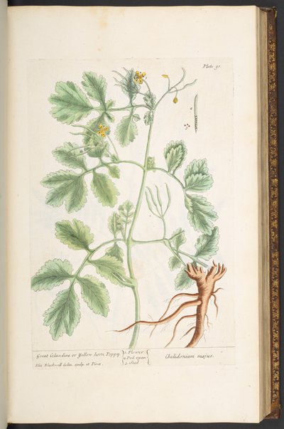 اللوحة 91 ، بقلة الخطاطيف العظيمة ، أو الخشخاش الأصفر القرن ، من "A Curious Herbal" بواسطة إليزابيث بلاكويل