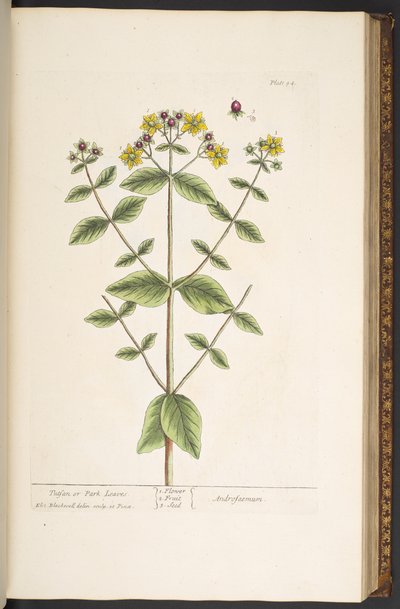 اللوحة 94 من A Curious Herbal بواسطة إليزابيث بلاكويل