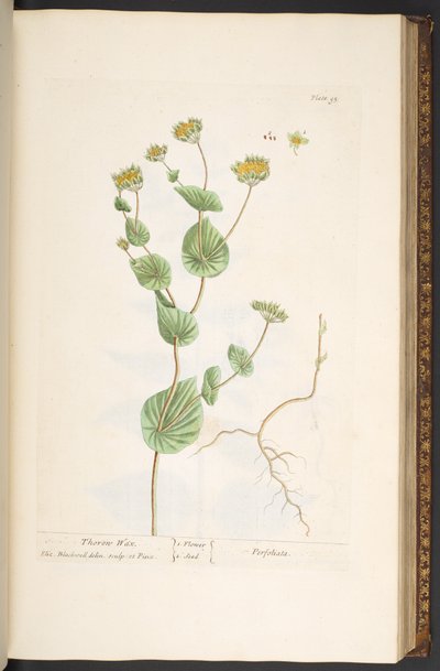 اللوحة 95 من A Curious Herbal بواسطة إليزابيث بلاكويل