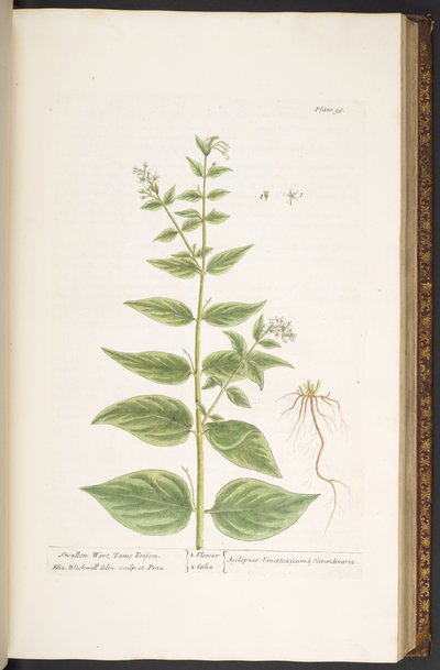 اللوحة 96 من A Curious Herbal بواسطة إليزابيث بلاكويل