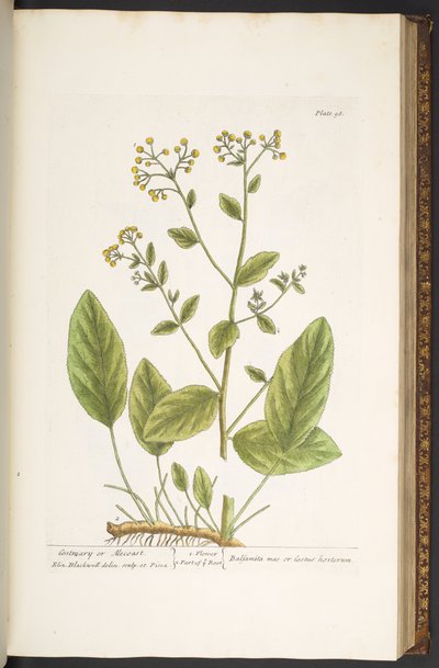 اللوحة 98 من A Curious Herbal بواسطة إليزابيث بلاكويل