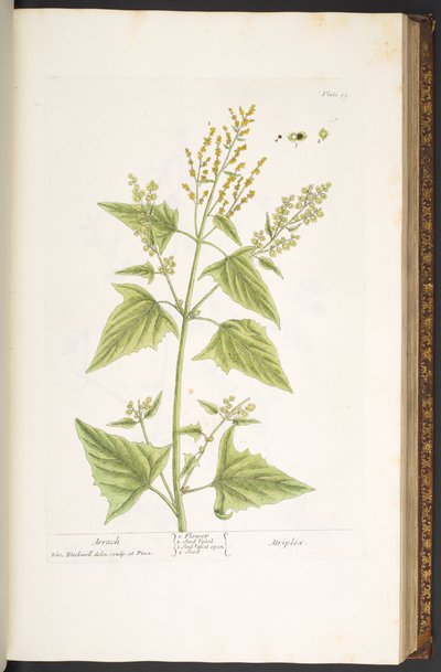 اللوحة 99 من A Curious Herbal بواسطة إليزابيث بلاكويل