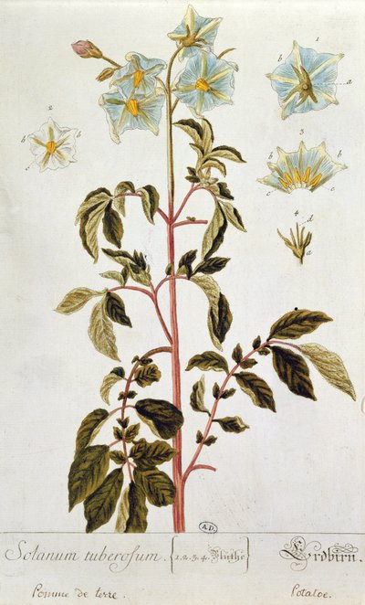 زهور البطاطا ، لوحة من "Herbarium Blackwellianum" نشرت 1757 في نورمبرغ ، ألمانيا (نقش الألوان) بواسطة إليزابيث بلاكويل