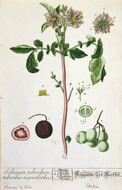 نبات البطاطس وفاكهة ، طبق من "Herbarium Blackwellianum" ، نشر 1757 في نورمبرغ ، ألمانيا (نقش ملون) بواسطة إليزابيث بلاكويل