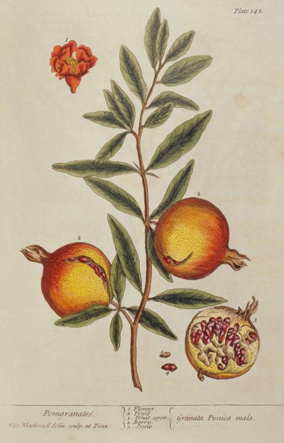 Punica granatum ، من A Curious Herbal ، 1782 بواسطة إليزابيث بلاكويل