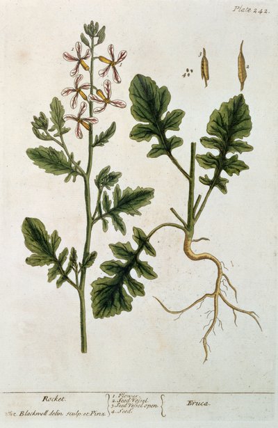 صواريخ ، لوحة 242 من "A Curious Herbal" ، نشرت 1782 (نقش الألوان) بواسطة إليزابيث بلاكويل