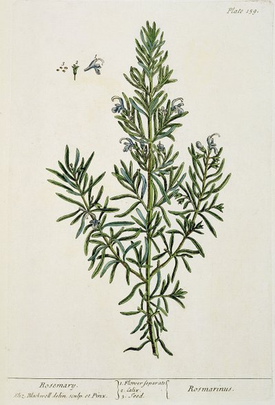 Rosmarinus Officinalis ، من "A Curious Herbal" ، 1782 (نقش الألوان) بواسطة إليزابيث بلاكويل