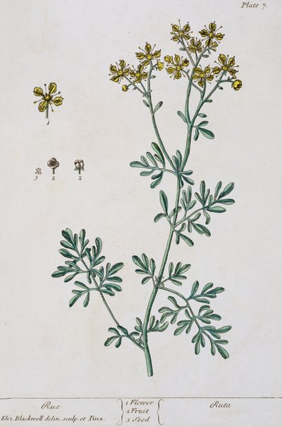 Rue ، اللوحة 7 من "A Curious Herbal" ، تم نشره عام 1782 (نقش الألوان) بواسطة إليزابيث بلاكويل